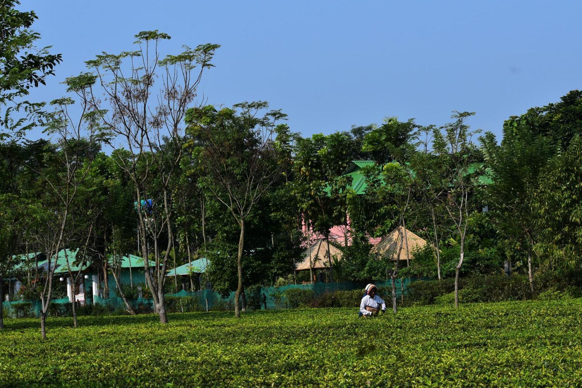 Grasshopper Jungle Queen Resort Chālsa Extérieur photo
